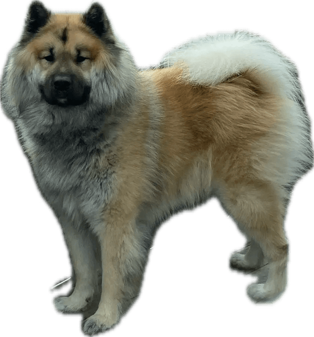 Eurasier dog standing to the side, looking towards the camera